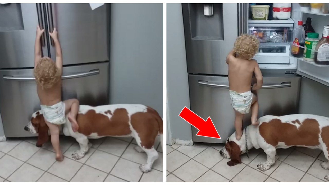 Ein kleinkind steigt seinem hund auf den rücken, um an den kühlschrankinhalt zu kommen