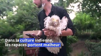 A Delhi, au chevet des rapaces mutilés par accident