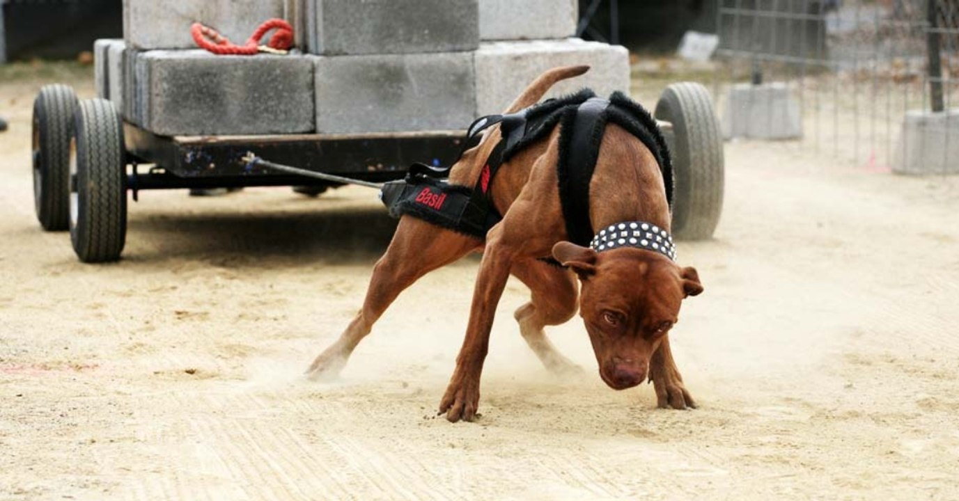Hunde in Mexiko müssen tonnenschweren Beton ziehen - für das Ego ihrer Herrchen