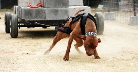 Hunde in Mexiko müssen tonnenschweren Beton ziehen - für das Ego ihrer Herrchen