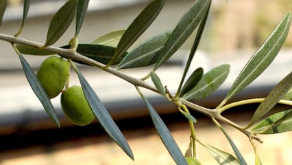 Was ist Palmsonntag? Alles zu Ursprung und Traditionen