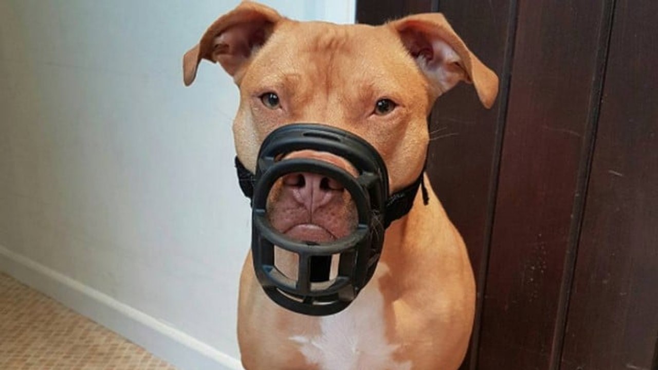 Pitbull mit Maulkorb hilft Autistem