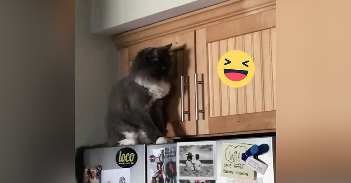 Wenn wieder Leute zu Besuch kommen, die du partout nicht ausstehen kannst! Die Katze hat die beste Reaktion!