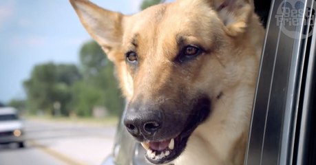 Hund und Katze sind schuld an zu viel CO2! Unglaublich, was Klimaschützer jetzt von unseren Vierbeinern verlangen!