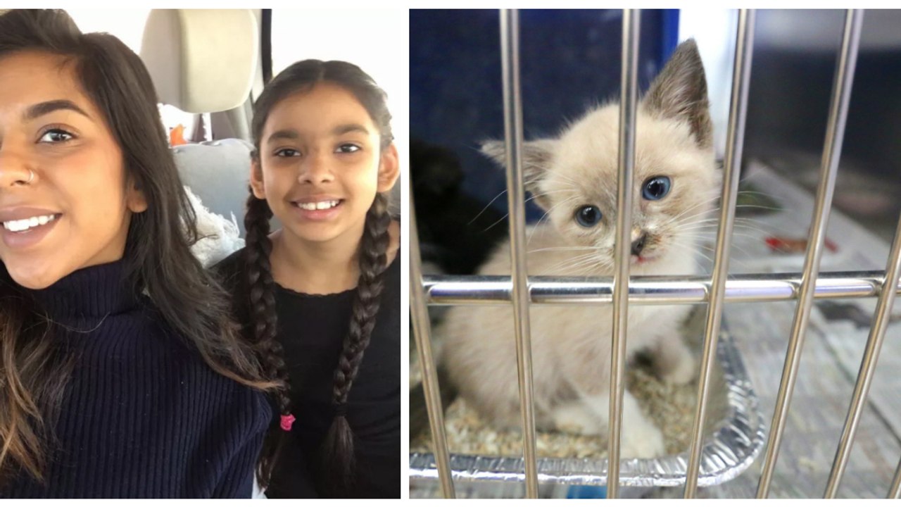Ein Mädchen schreibt eine sechsseitige Abhandlung, um ihre Eltern davon zu überzeugen, eine Katze aus dem Tierheim zu adoptieren!
