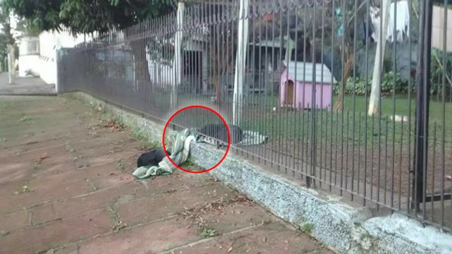 Ein Hund wird gerettet und teilt seine Decke mit einem anderen streunenden Hund