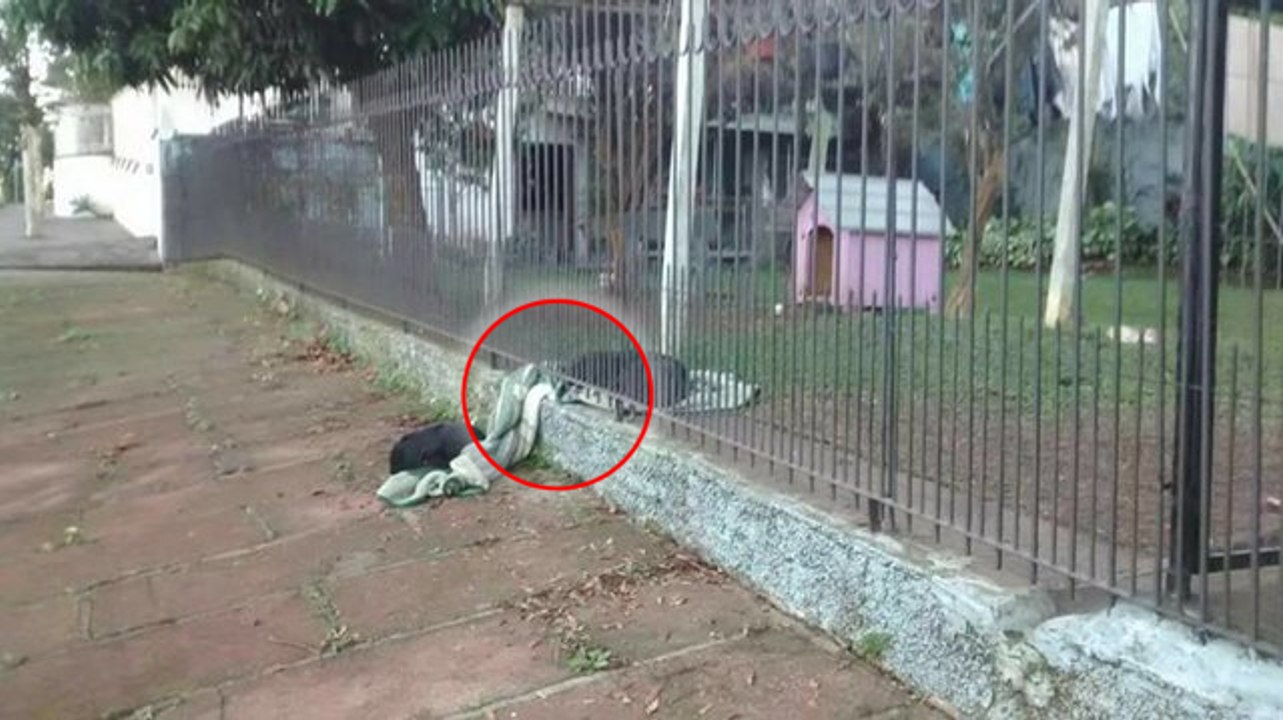 Ein hund wird gerettet und teilt seine decke mit einem anderen streunenden hund