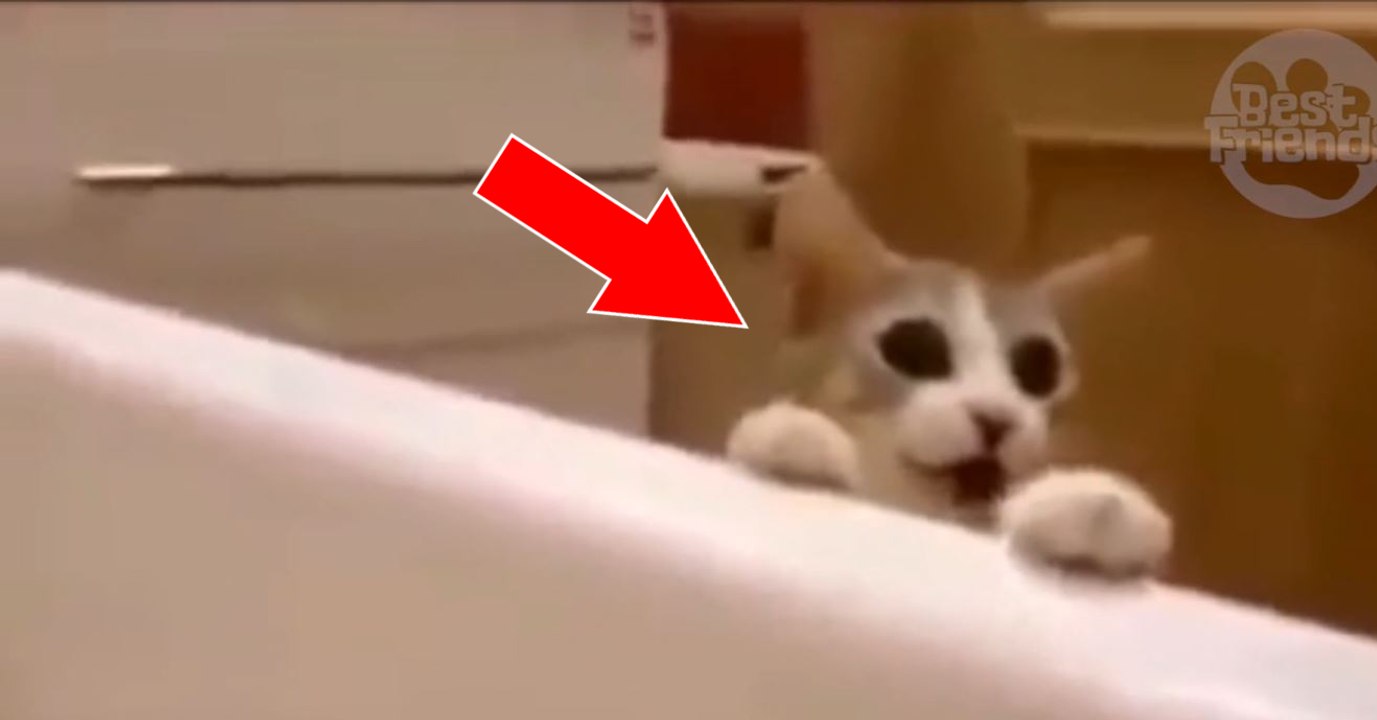Eine Katze versucht, ihr Frauchen aus der Badewanne zu retten