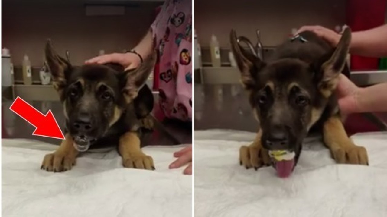 Dieser Welpe macht die Dummheit, dutzende Luftballons zu verschlucken!