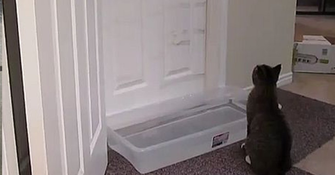 Diese Katze hat definitiv ihren eigenen Kopf! Dafür lieben wir sie ja aber auch!