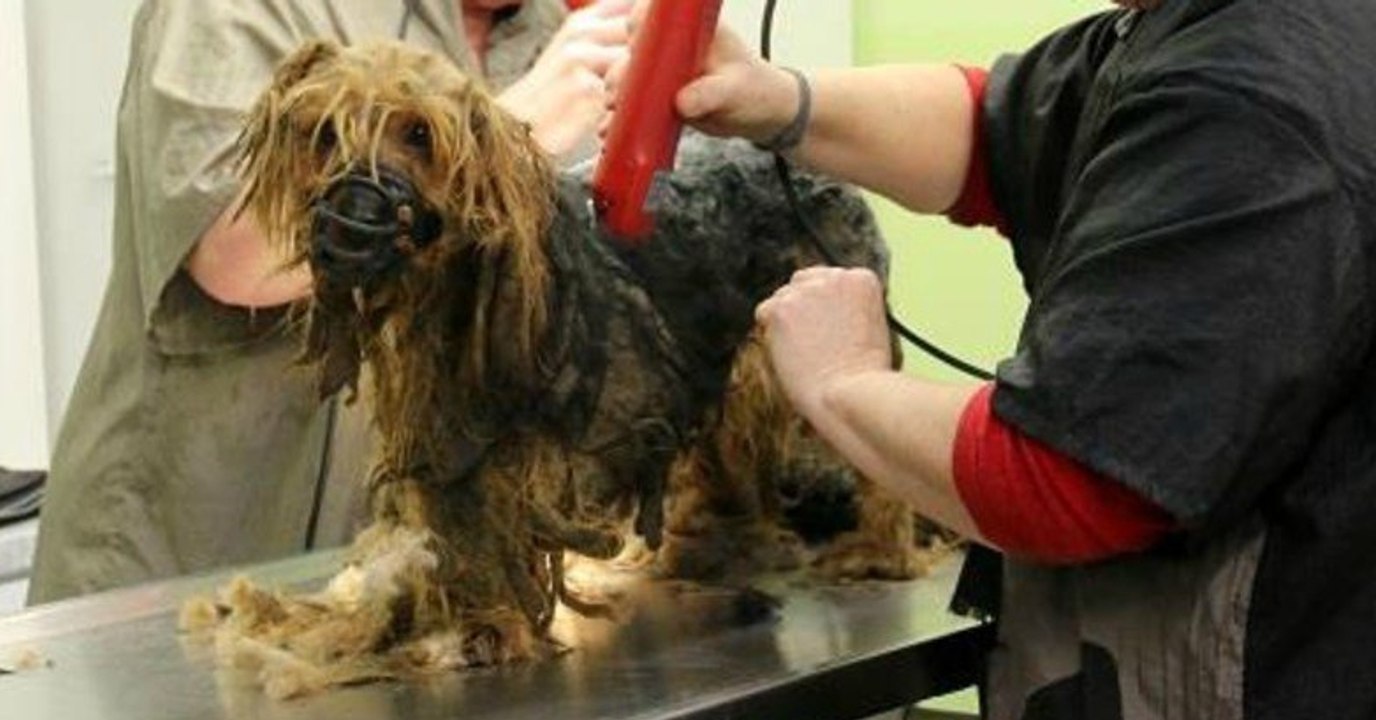 In Deutschland entdeckt eine Hilfsorganisation 50 schlimm vernachlässigte Tiere!