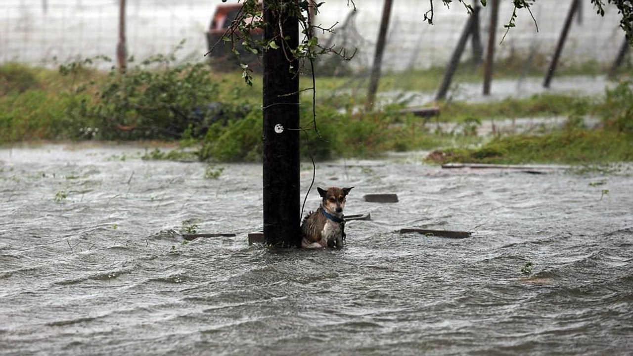 Überschwemmungen in den USA: Dieser Hund wurde an einen Pfahl gebunden und seinem Schicksal überlassen