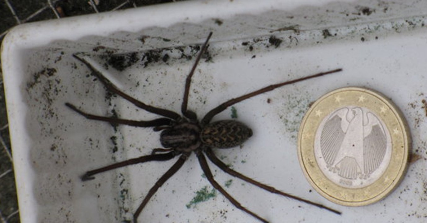 In Deutschland ist eine neue Riesen-Spinne auf dem Vormarsch!
