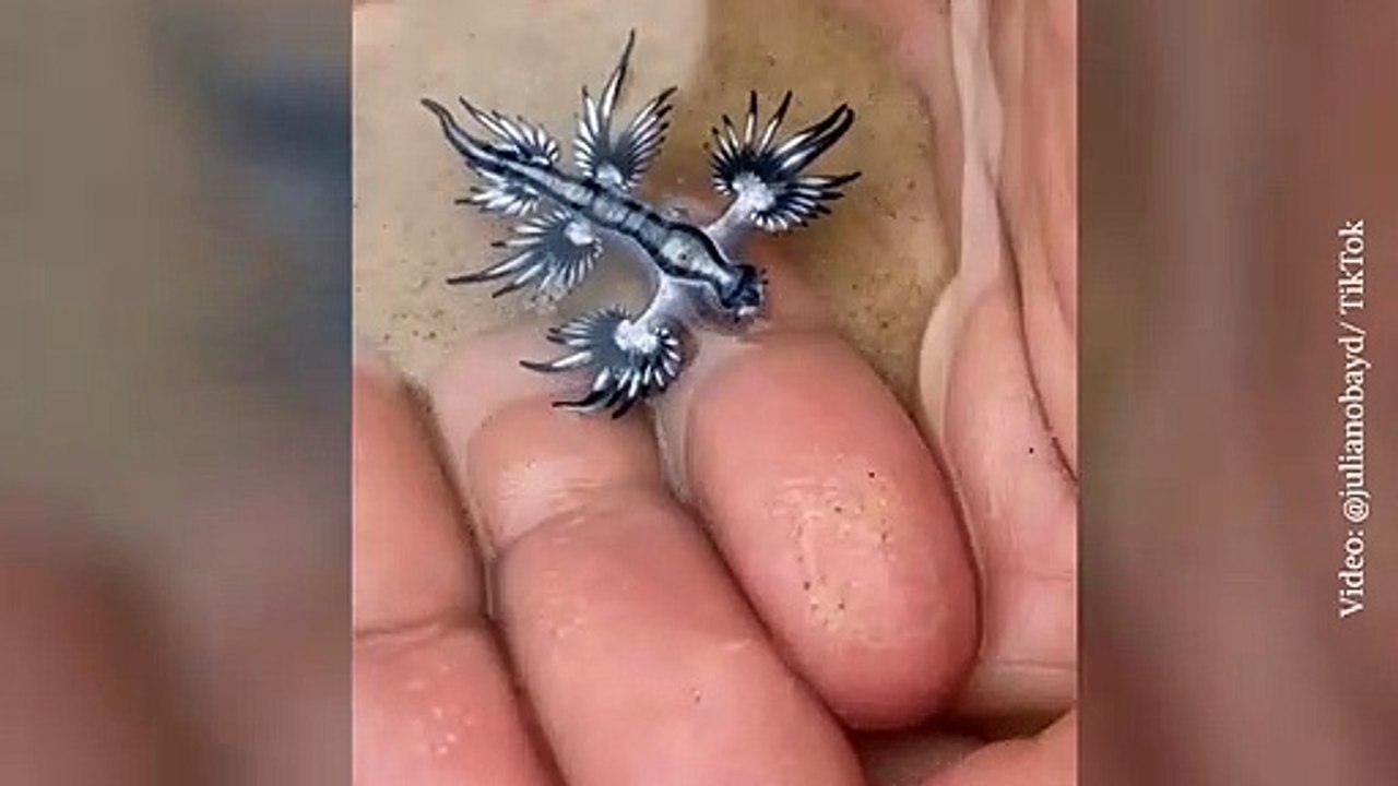 Joven manipula a un dragón azul con sus manos sin pensar que se trataba de un animal venenoso