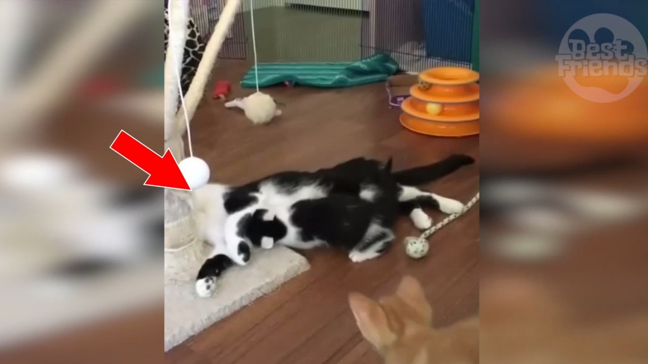 Diese Katzenmama möchte entspannen. Ihre niedlichen Kätzchen lassen sie jedoch nicht in Ruhe!