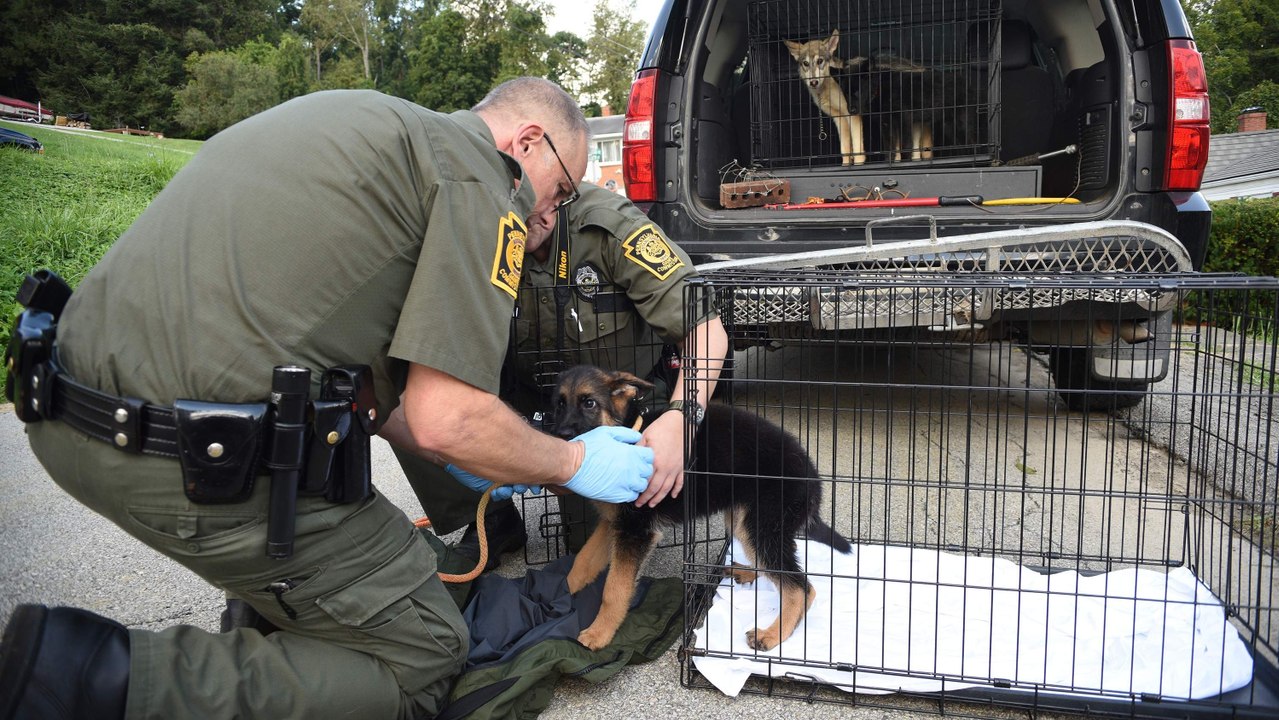 USA: Illegale Zucht von Wolfshunden