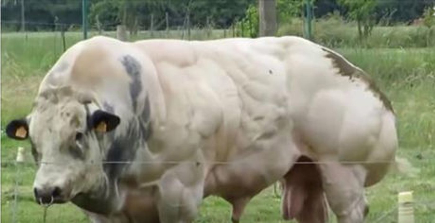 Weißblaue Belgier: Der kräftigste Stier der Welt