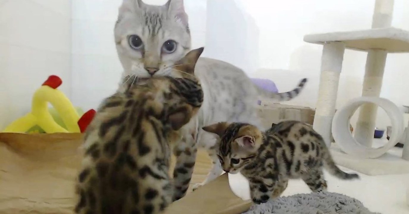 Diese Katzenmutter kann sich zum ersten Mal um ihre Jungen kümmern