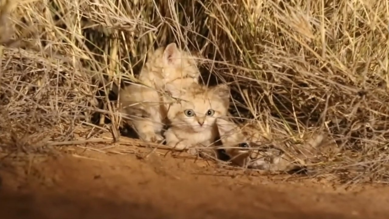 Wissenschaftlern gelingt es, drei seltene Sandkatzenbabys in der Sahara zu filmen