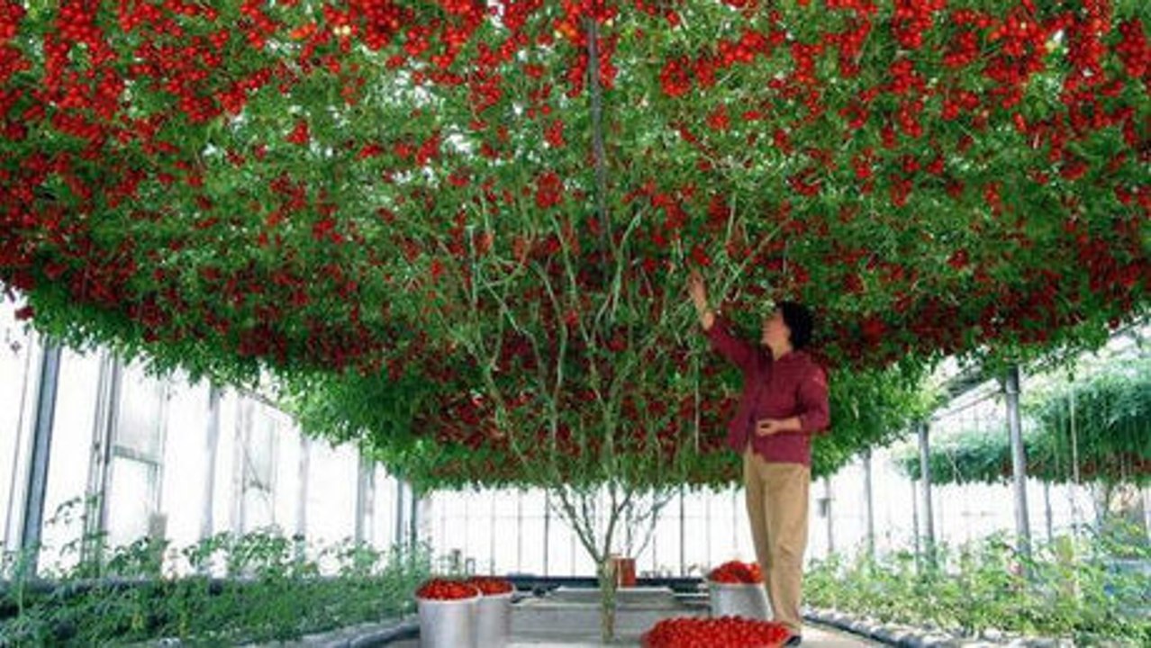 Octupus Tomato Tree: Die Pflanze, die alle Rekorde bricht!