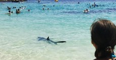 50 verschiedene Haiarten sind im Mittelmeer heimisch! Harmlos oder eine echte Gefahr?
