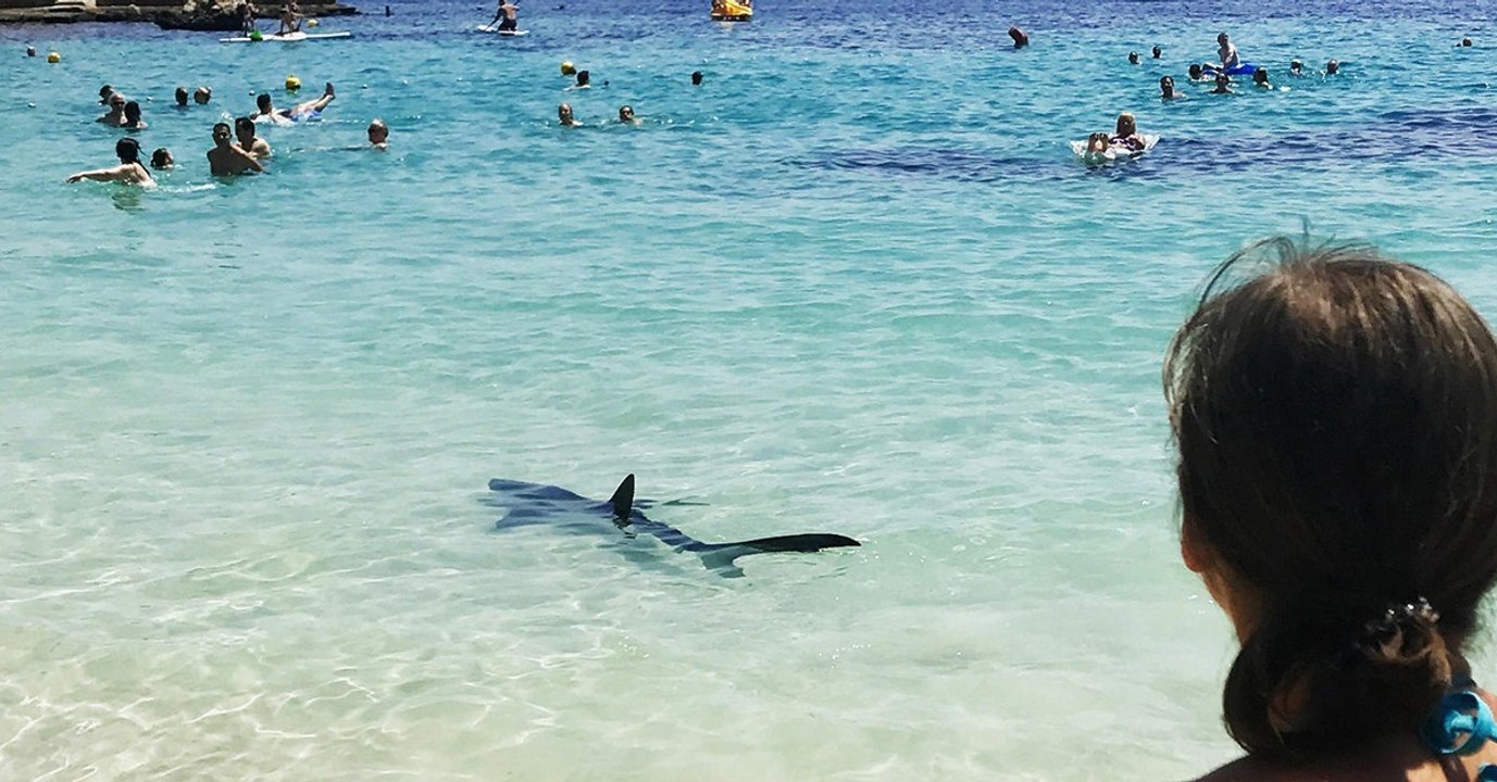50 verschiedene Haiarten sind im Mittelmeer heimisch! Harmlos oder eine echte Gefahr?