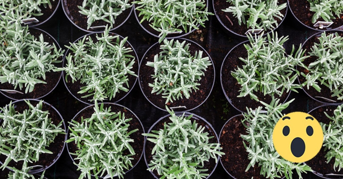 Lavendel: Diese Pflanze vertreibt wirksam Spinnen