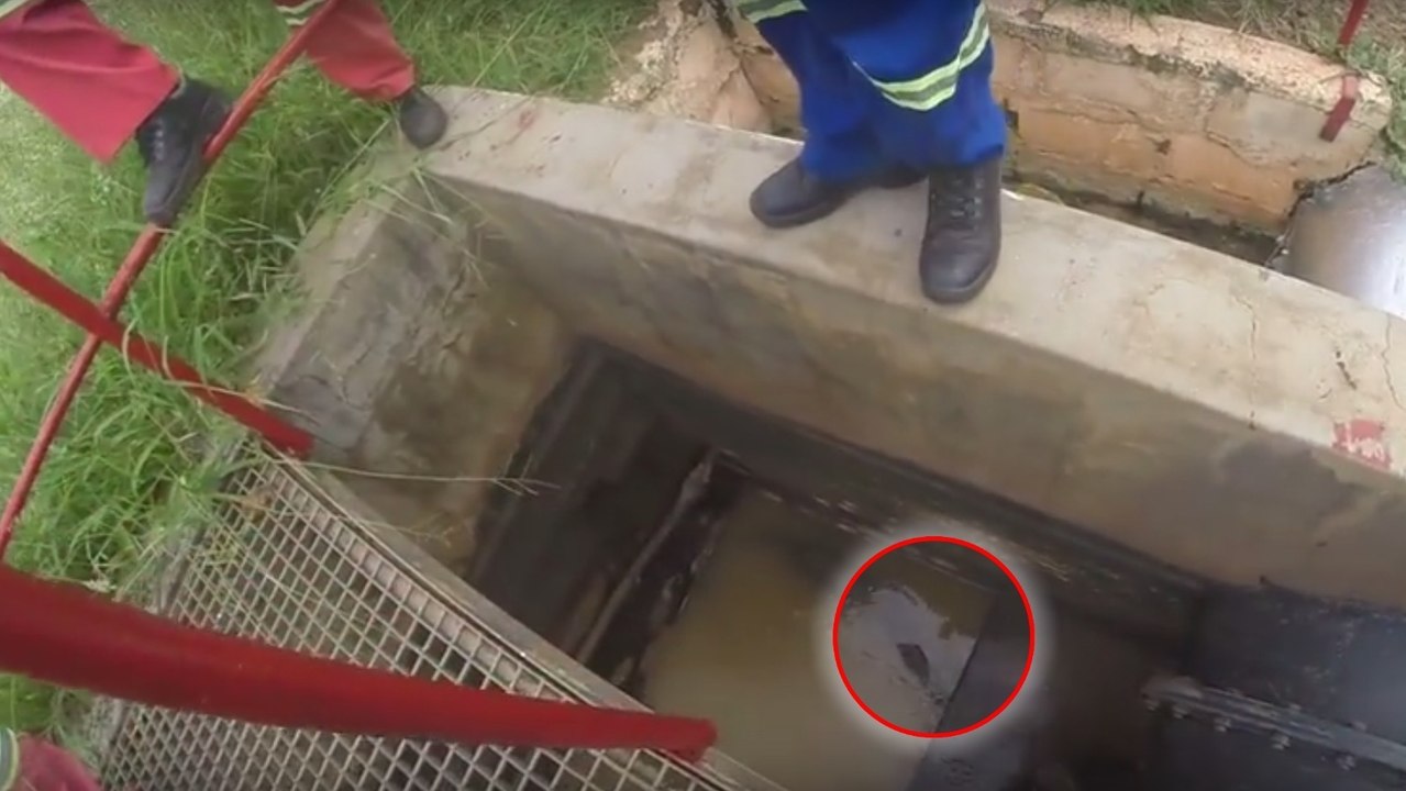 In Swasiland retten Männer  ein Krokokil, das im Schacht eines Brunnens gefangen sitzt