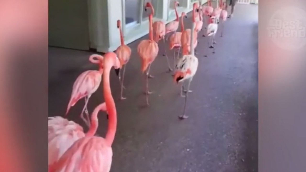 Das Internet reagiert auf eine Notfall-Evakuierung von rosa Flamingos