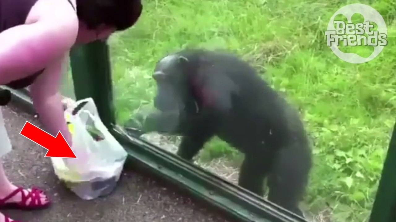 Dieser Affe hat sehr wohl verstanden, was von den beiden Sachen die Banane ist!