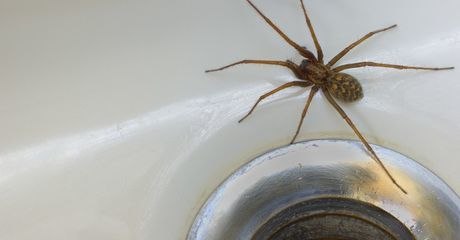 Im Herbst droht Europa eine Spinneninvasion