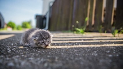 Hund und Katze: Erste Hilfe bei verwaisten Tierbabys
