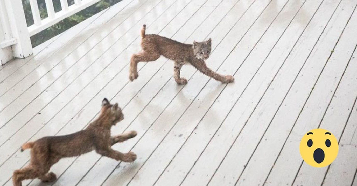 Ein Mann wird von 7 kleinen Luchsen auf seiner Terrasse geweckt. Doch das Beste kommt erst noch