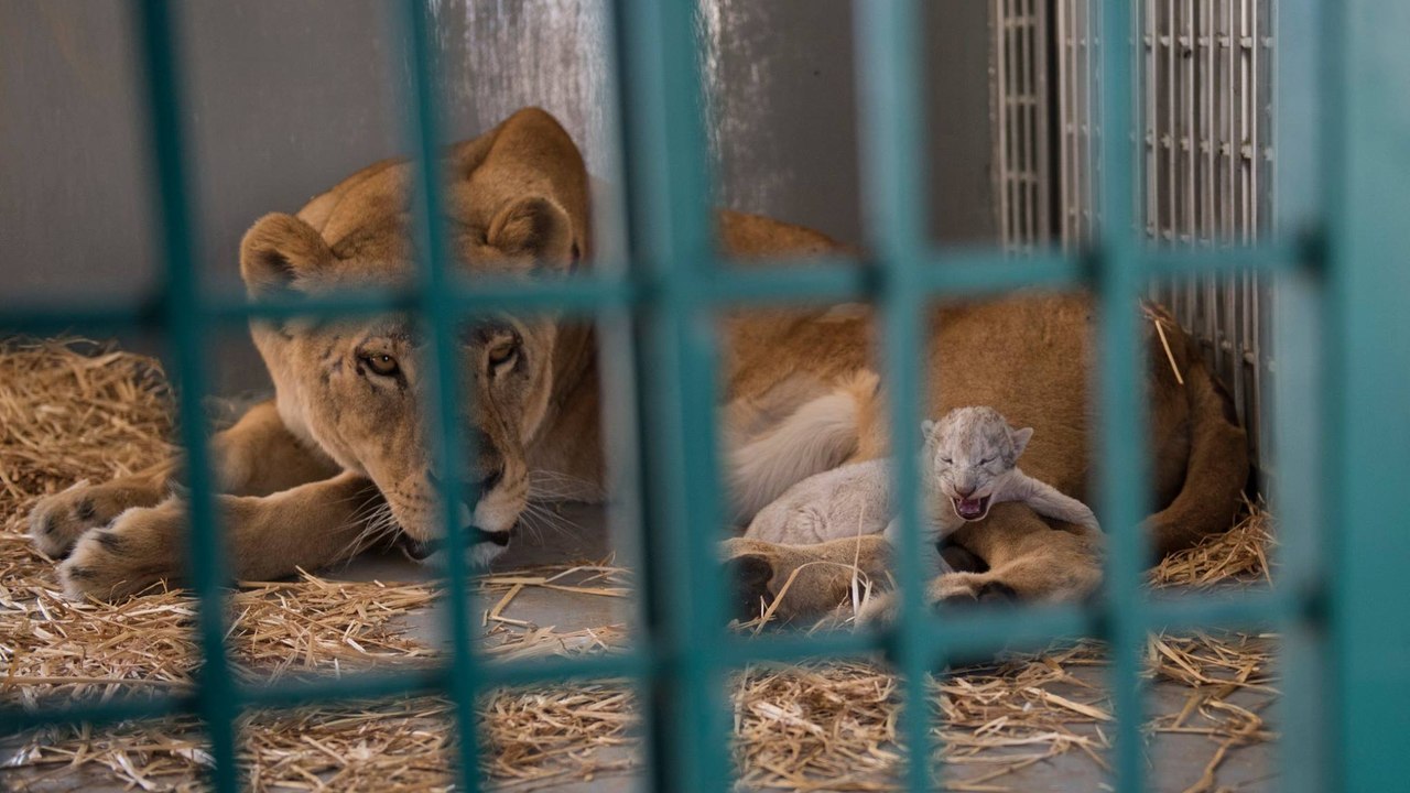 Zoo von Aleppo: Freiwillige einer Tierschutzorganisation retten eine trächtige Löwin, die daraufhin ein Junges zur Welt bringt