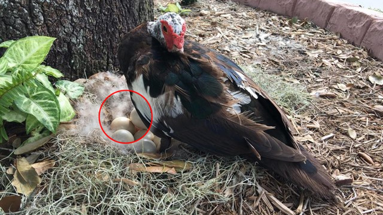 Sturm Irma: Eine Ente weigert sich, ihr Nest mit ihren 13 Eiern zu verlassen