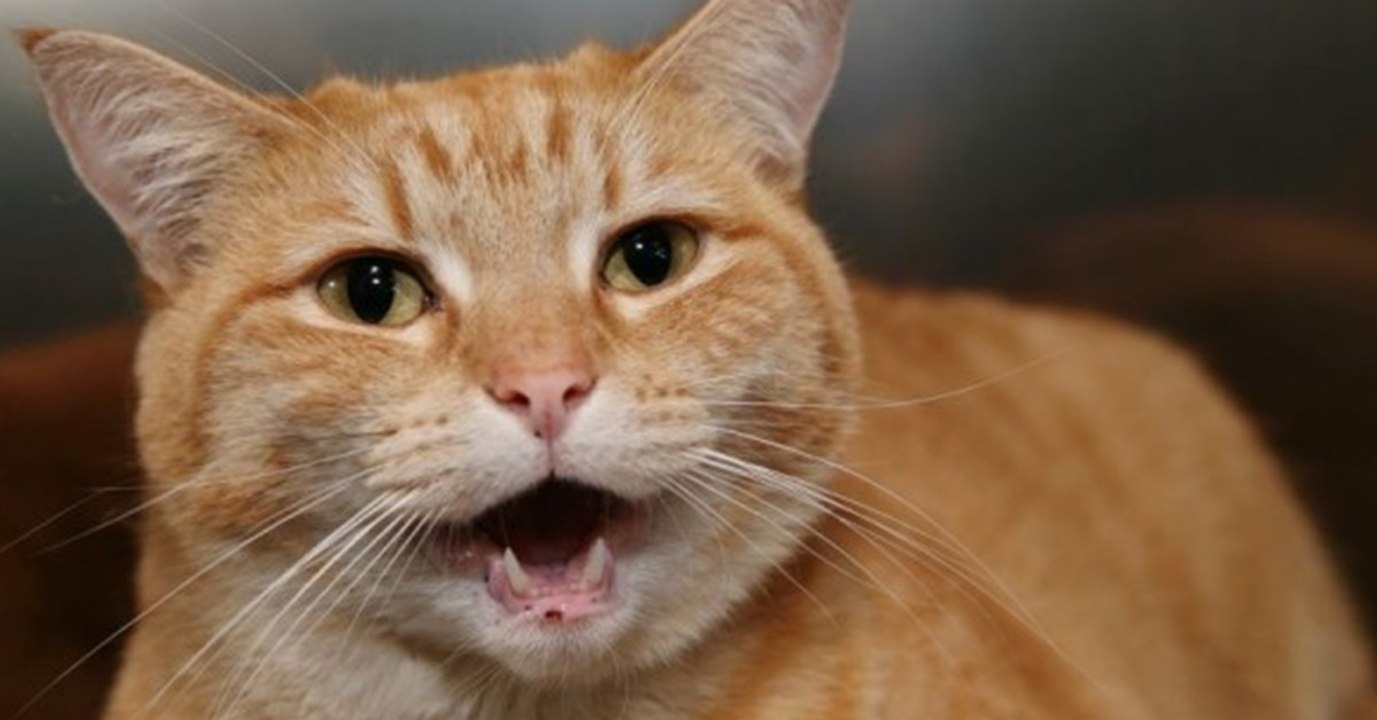 Diese Katzen singen das gefühlvolle Lied vom schwerkranken ESC-Sänger Salvador Sobral