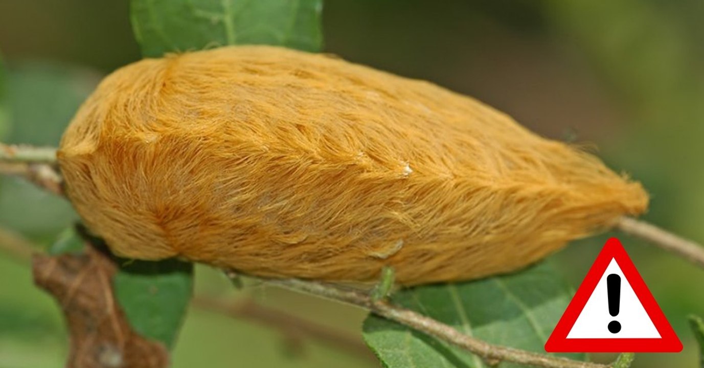 Miezen-Nachtfalter (Megalopyge opercularis): Ein Felltierchen, das du nicht berühren solltest