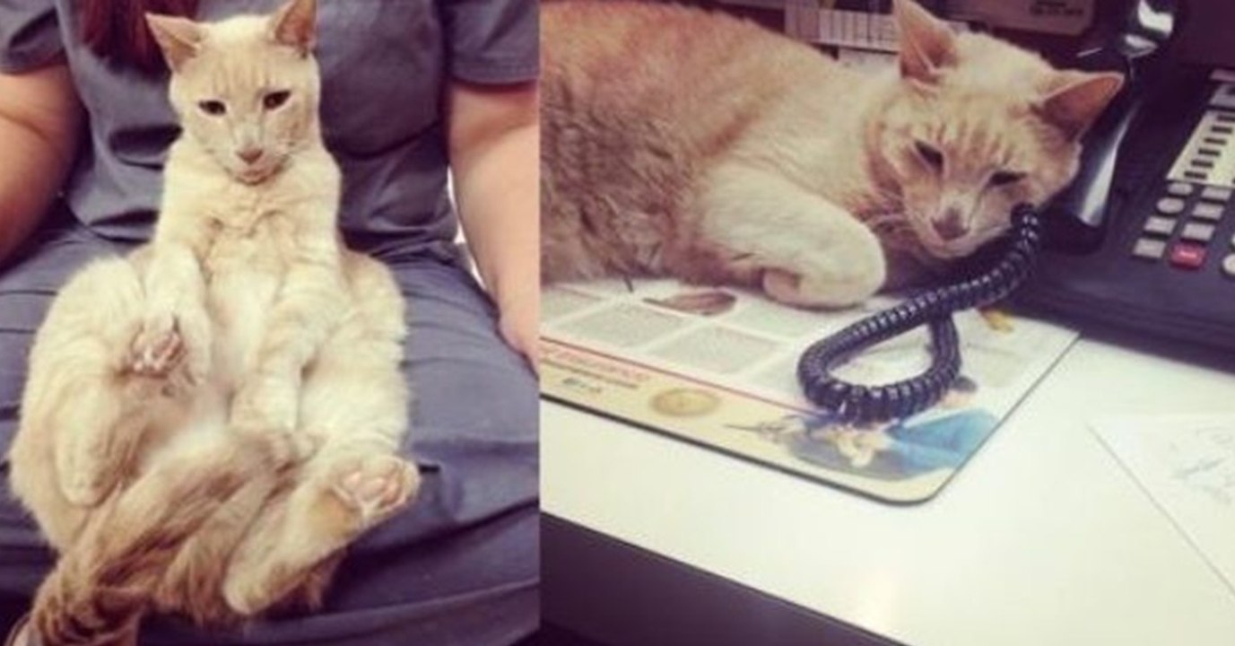 Kater Billy findet nach vielen Jahren seine Familie wieder. Durch einen erstaunlichen Zufall