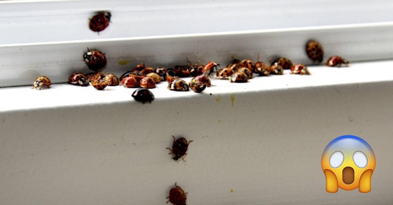 Der asiatische Marienkäfer breitet sich in Deutschland aus und wird zu einer echten Plage