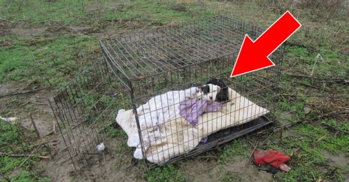 Freiwillige Helfer retten einen, in einem Käfig in der Mitte eines Feldes, ausgesetzten Welpen! Was folgt, ist zauberhaft!