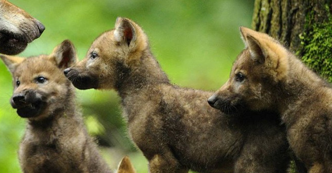Aus diesem absurden Grund sollen die kleinen Welpen getötet werden