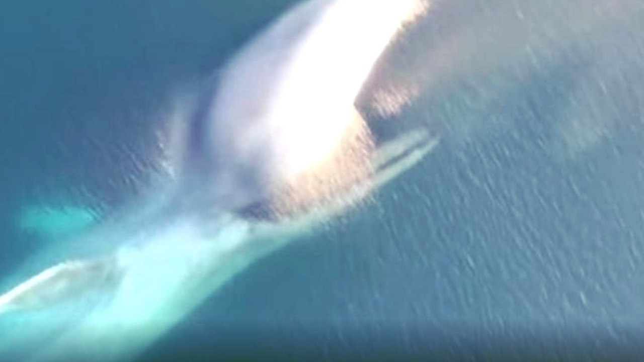 Eine Drohne macht erstaunliche Bilder von einem seltenen Meerestier!