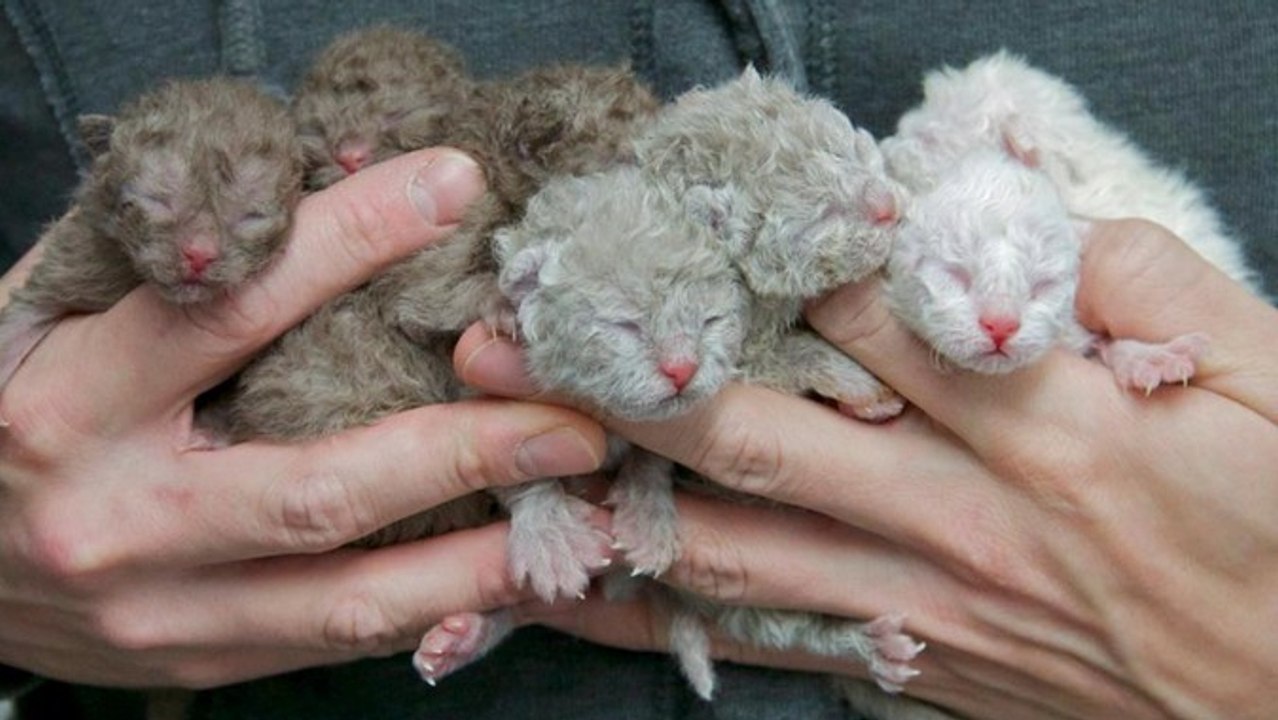 Die Selkirk Rex Katze: Alles über Aussehen und Charakter dieser besonderen Rasse