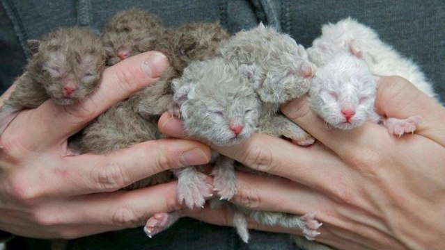 Die Selkirk Rex Katze: Alles über Aussehen und Charakter dieser besonderen Rasse