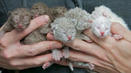 Die Selkirk Rex Katze: Alles über Aussehen und Charakter dieser besonderen Rasse