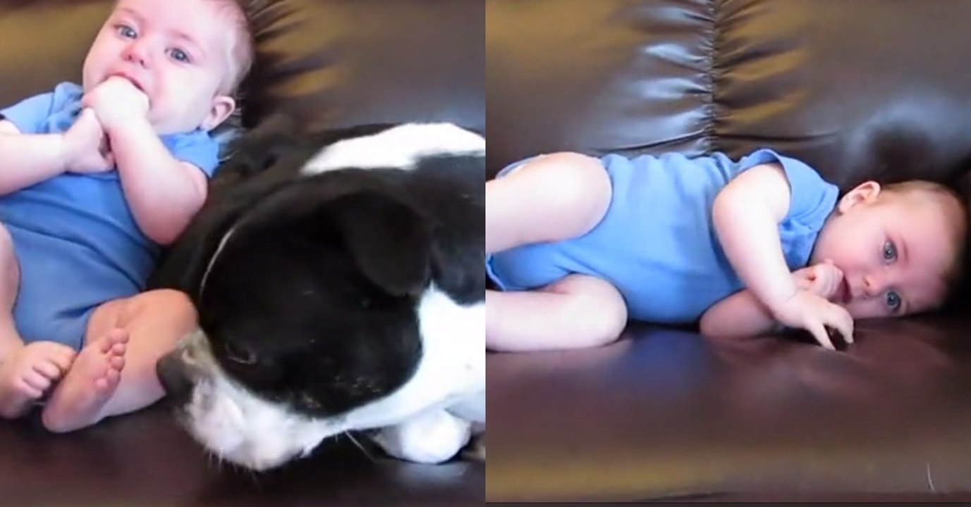 Mit dieser Aktion verscheucht das Baby den Hund. Einfach zu lustig!