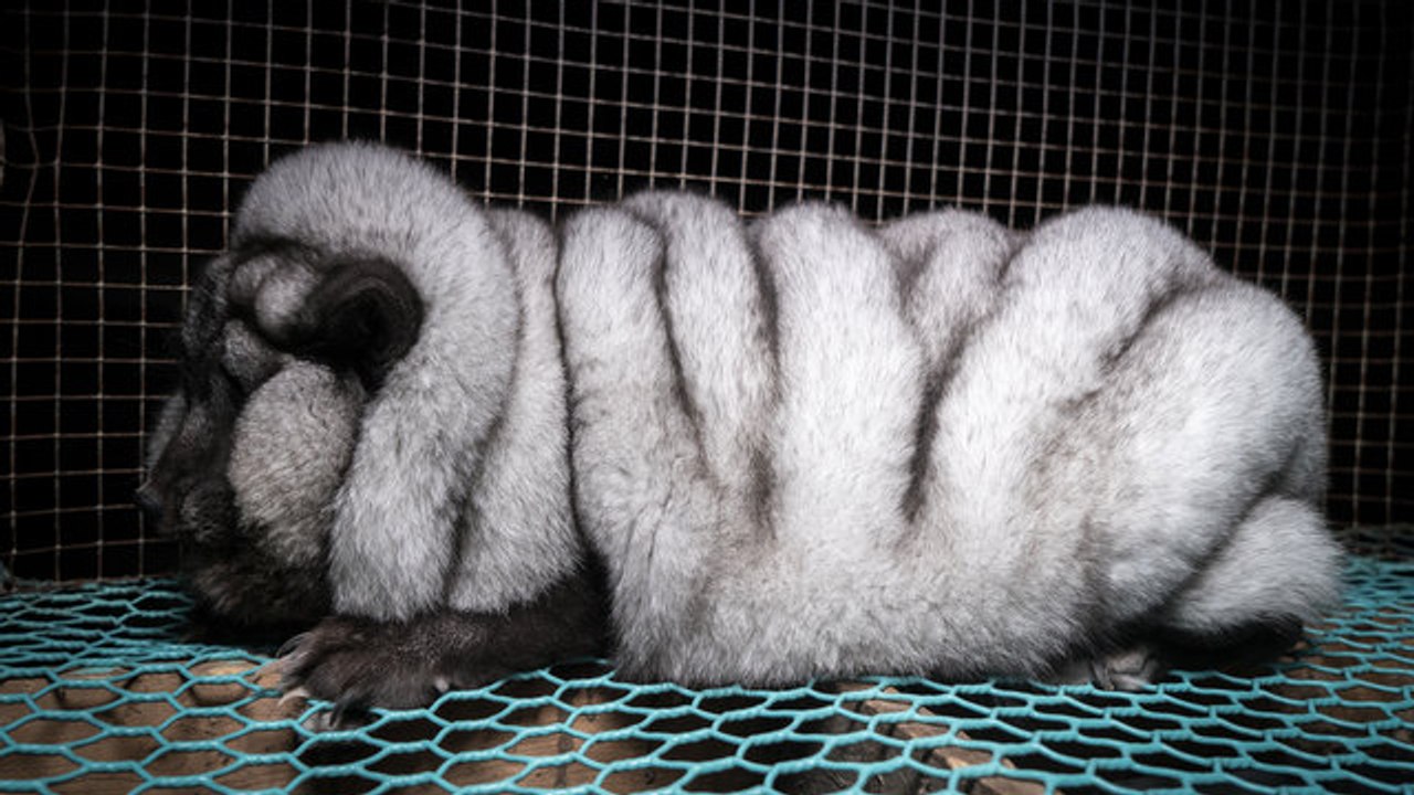 Pelzfarmen: In Finnland werden Polarfüchse krankhaft gemästet