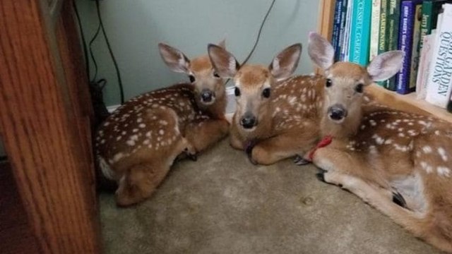 Drei Rehkitze suchen Schutz im Wohnzimmer einer Frau. Sobald du den Grund erfährst