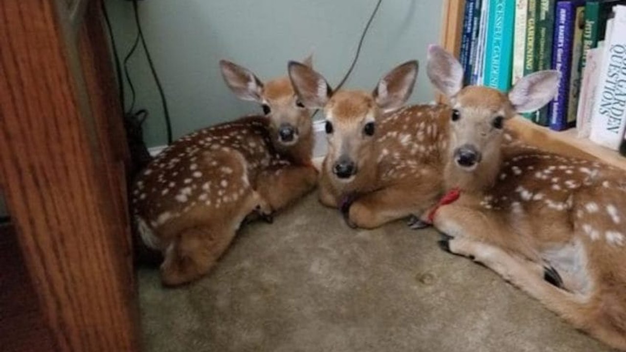 Drei Rehkitze suchen Schutz im Wohnzimmer einer Frau. Sobald du den Grund erfährst