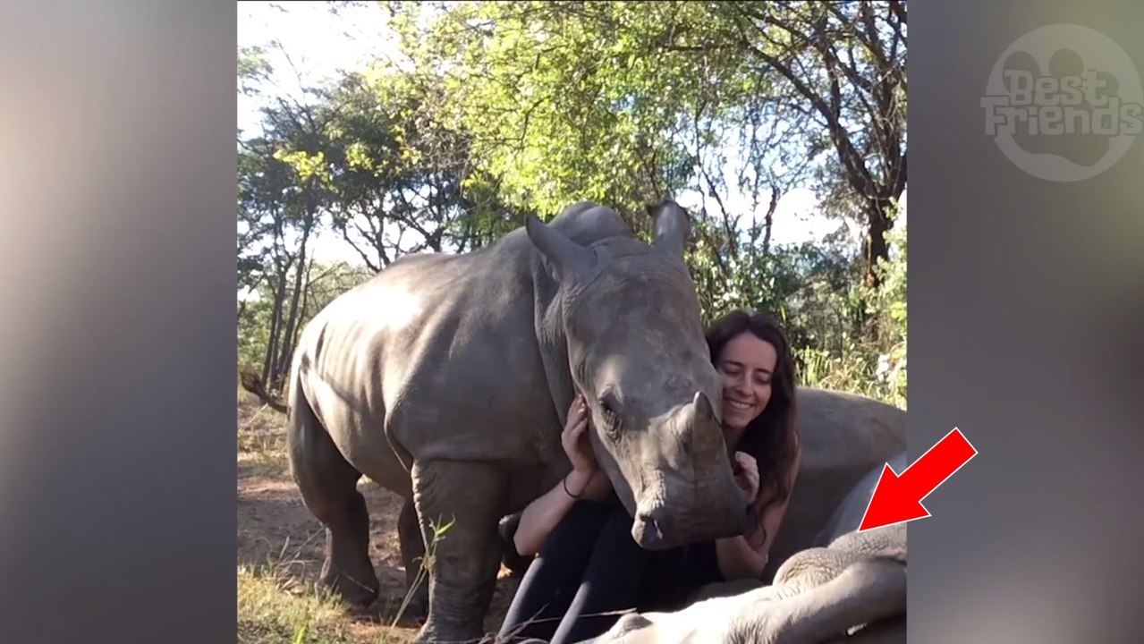 Zwei Nashörner genießen ihre Streicheleinheiten